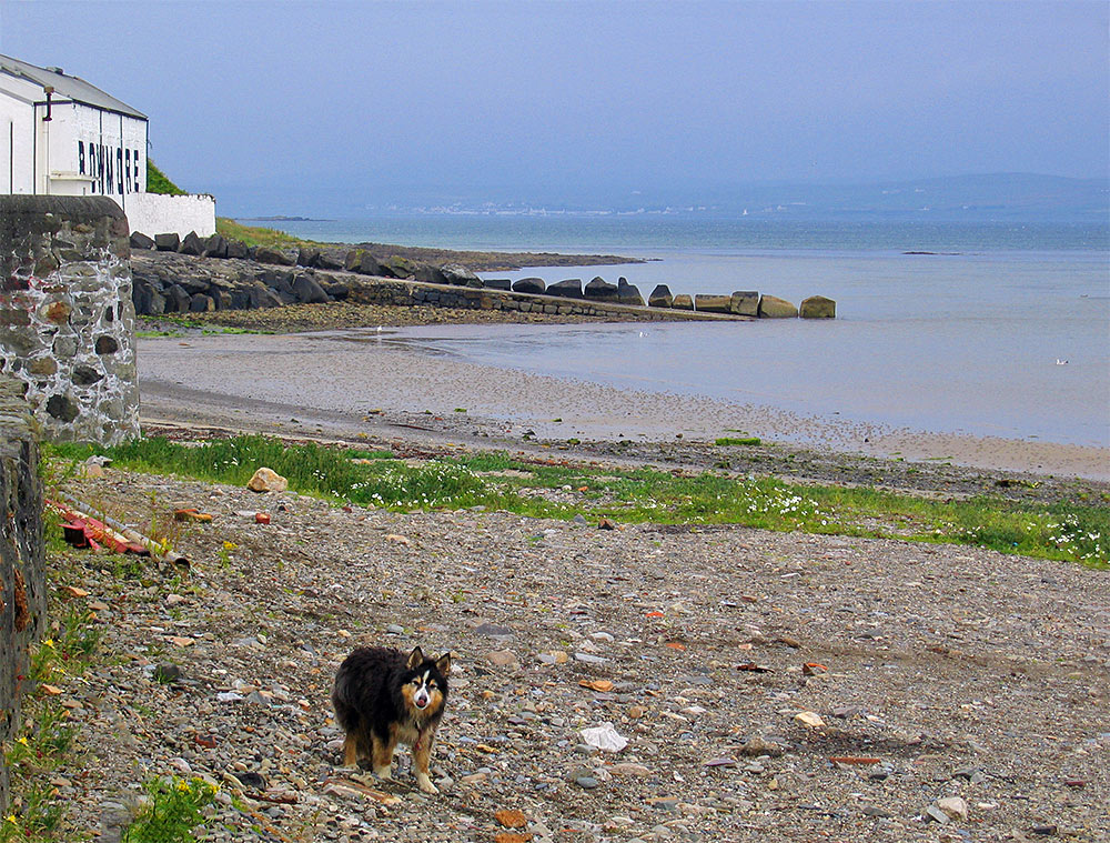 Picture of a dog on a small stony beach below Bowmore distillery