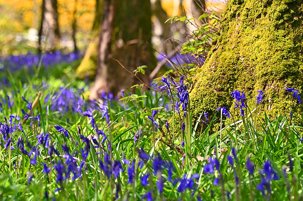 Picture of Bluebells at the foot of a mossy tree