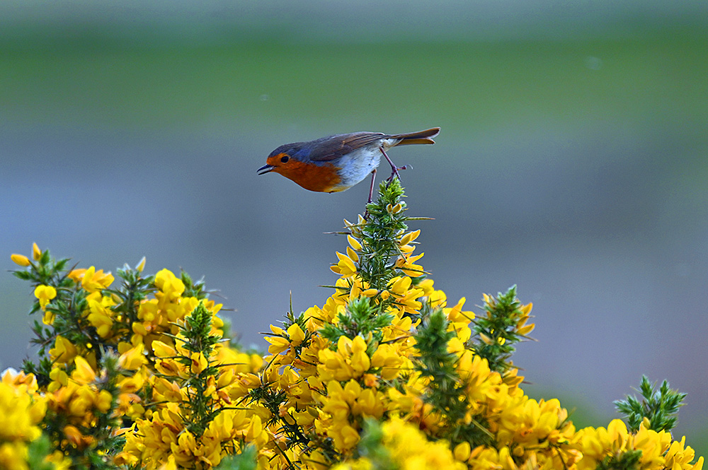 Picture of a Robin sitting on the top of a Gorse bush with its yellow flowers