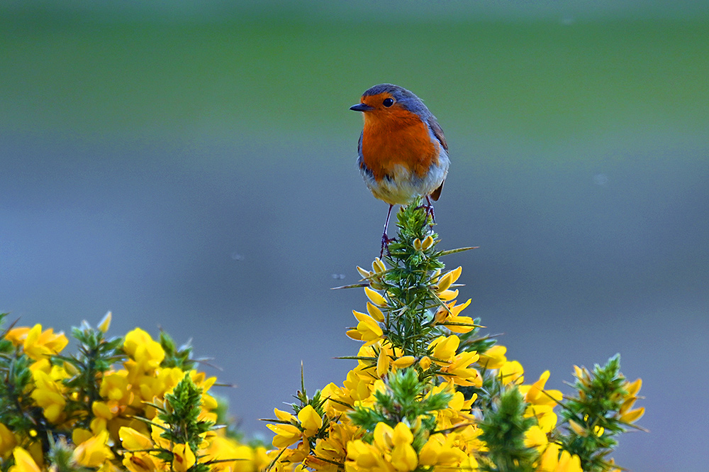 Picture of a Robin on a yellow Gorse bush in flower