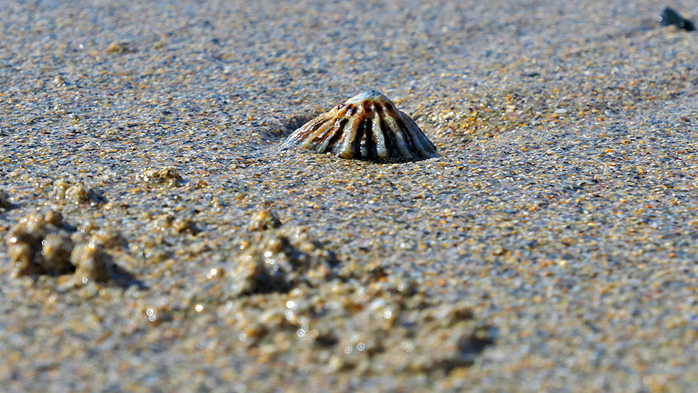 Picture of a small shell on a beach