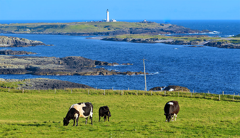 Picture of three cows grazing in a coastal field with a lighthouse on a small offshore island in the background