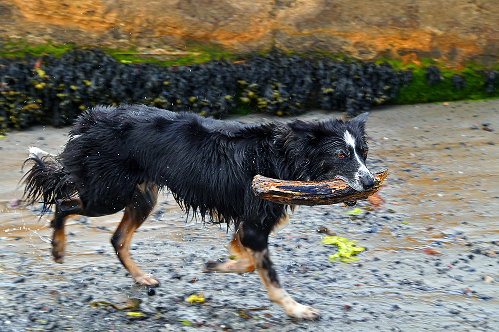 Picture of a dog returning a stick from water