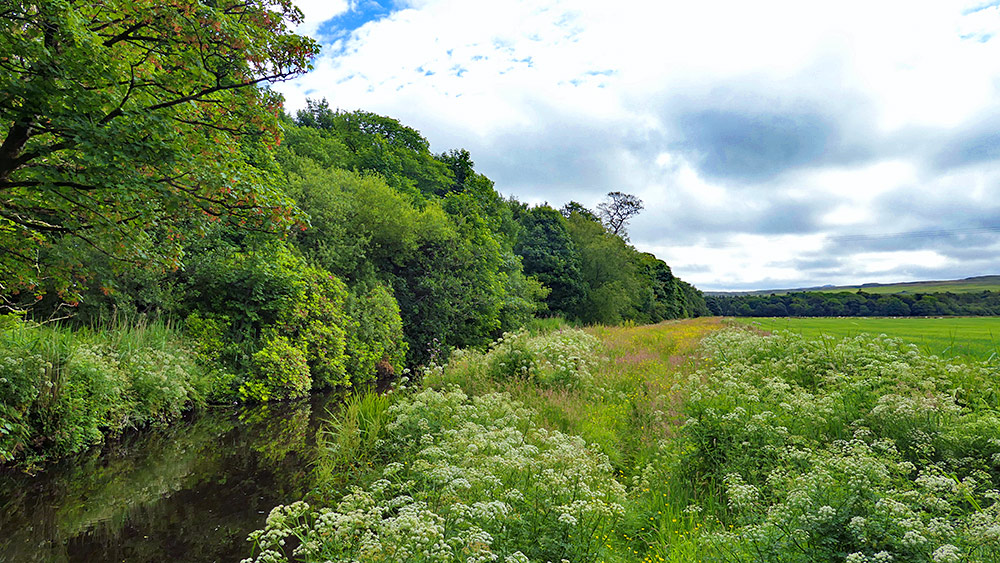 Picture of a small river flowing between a woodland and flower meadow