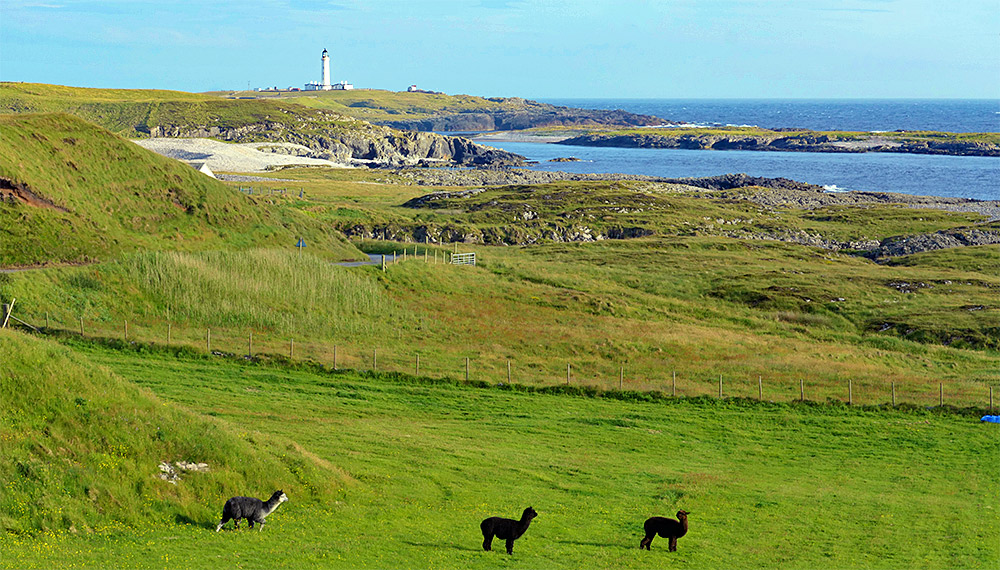 Picture of three Llamas in a field with a lighthouse in the background