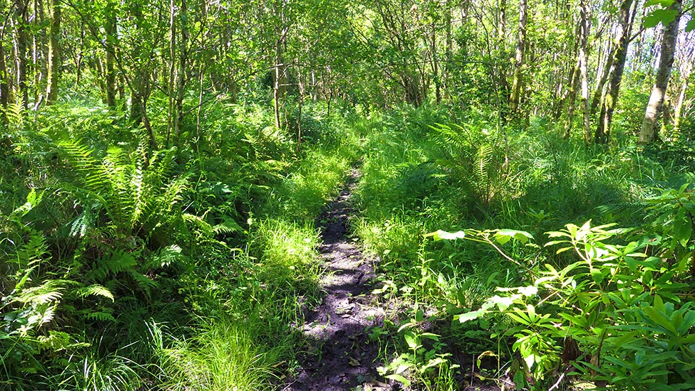 Picture of a narrow path through some lush green woodlands